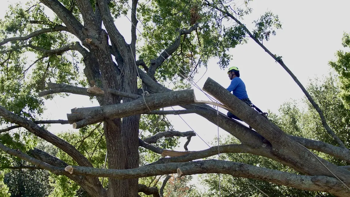 Professional Crown Thinning performed by certified arborists in Mound Bayou