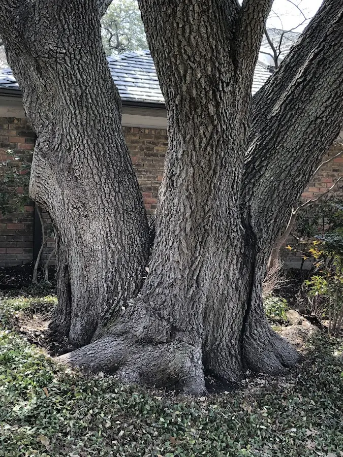 Mature heritage tree close to a Mound Bayou property cared for by certified arborists